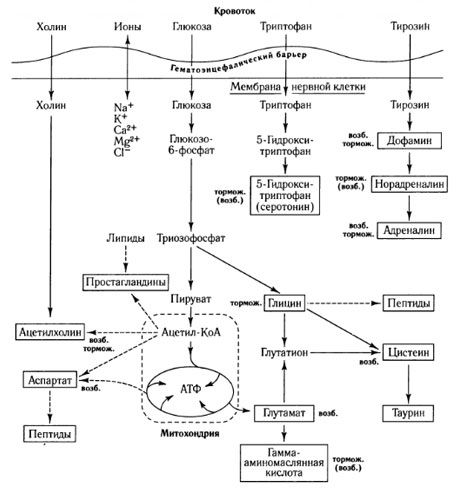 代謝交換的方式和血腦屏障在代謝中的作用（關於Shepherd，1987）