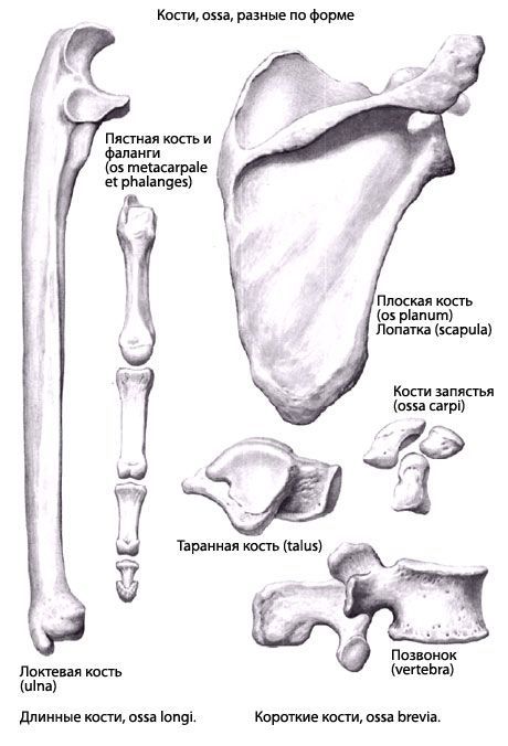 骨骼類型