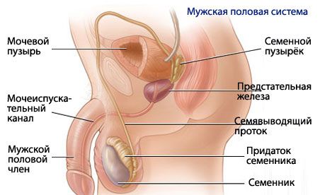 男性生殖系統的解剖學和生理學