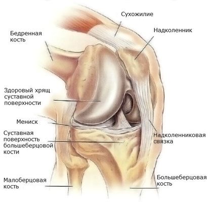 膝關節半月板