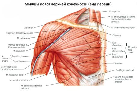乳房的肌肉