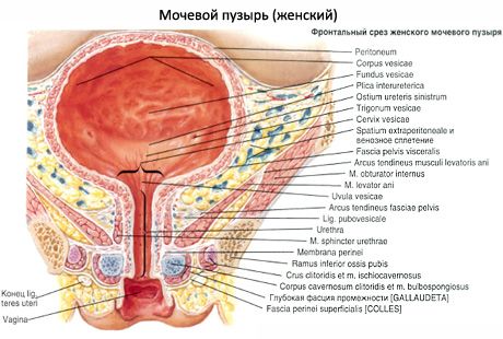 膀胱（vesica urinaria）