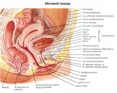 膀胱（vesica urinaria）