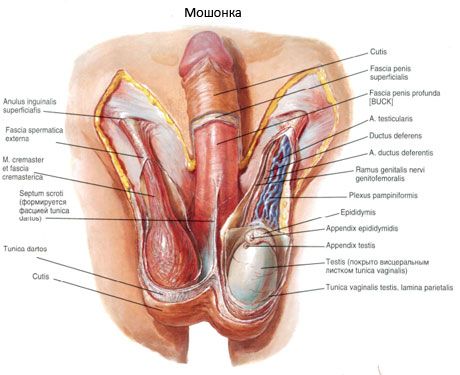 睾丸和陰囊