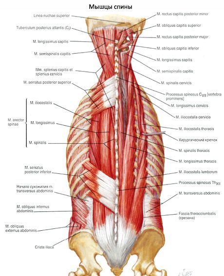 肌肉，矯直脊柱