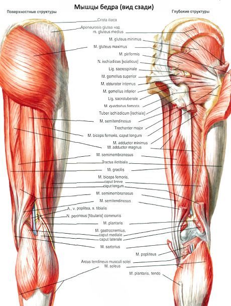 正方形大腿肌肉 