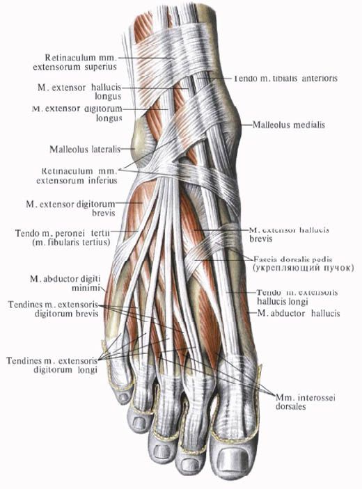 腳的肌肉