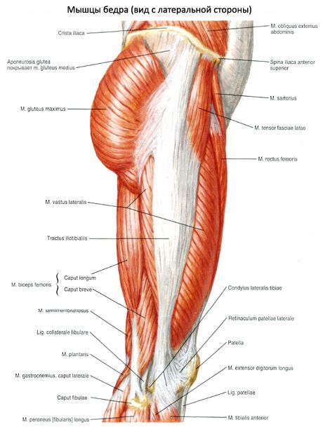 骨盆的肌肉（骨盆帶的肌肉）