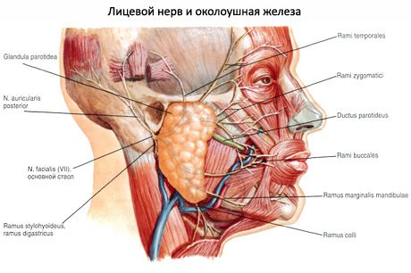 腮腺唾液腺