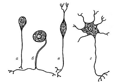 神經細胞的類型
