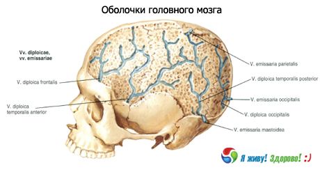 大腦的殼