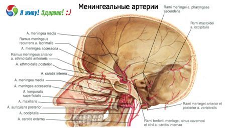 腦膜動脈