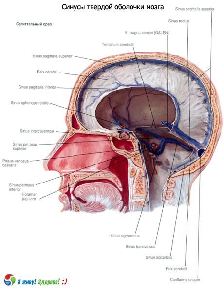 大腦固體膜的靜脈竇（竇）