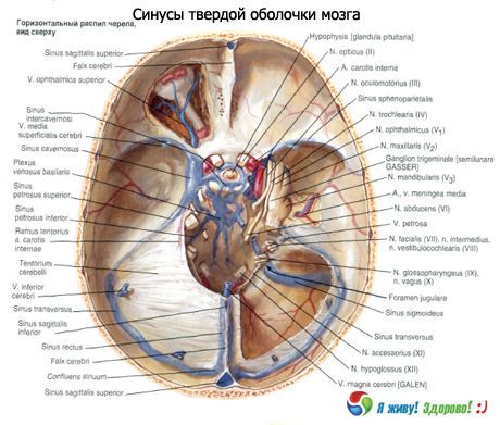 大腦固體膜的靜脈竇（竇）