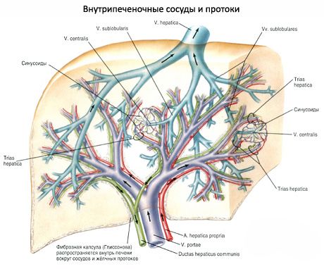 肝內血管和導管