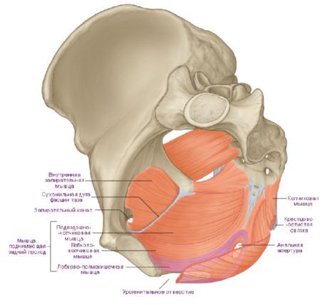 骨盆橫膈膜的肌肉