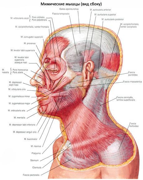 頸部皮下肌肉（platysma）