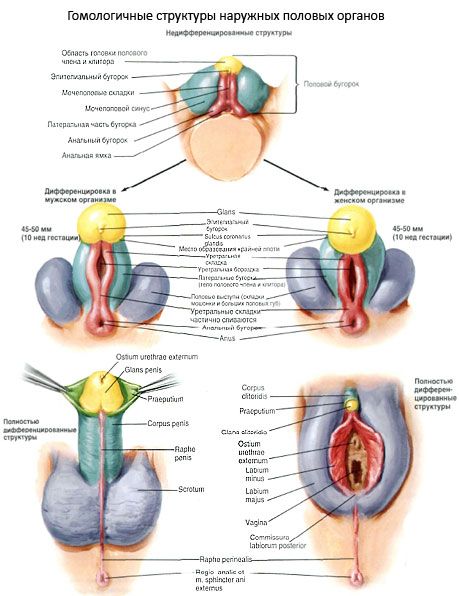 外生殖器官的同源結構