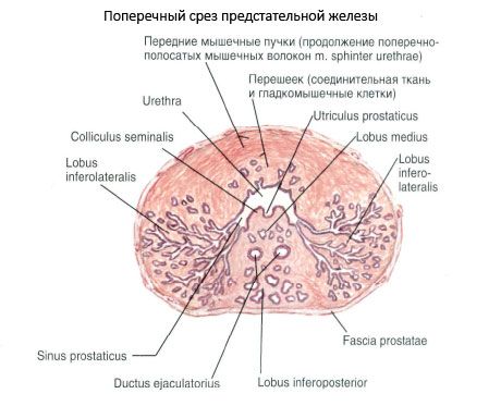 前列腺的結構