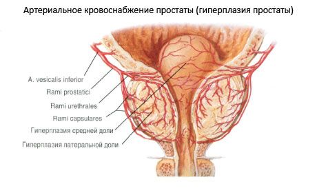 前列腺的血管和神經
