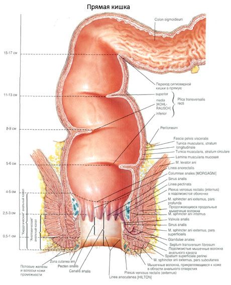 直腸 