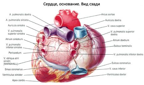 心臟