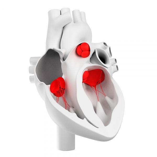 心臟瓣膜及其形態結構