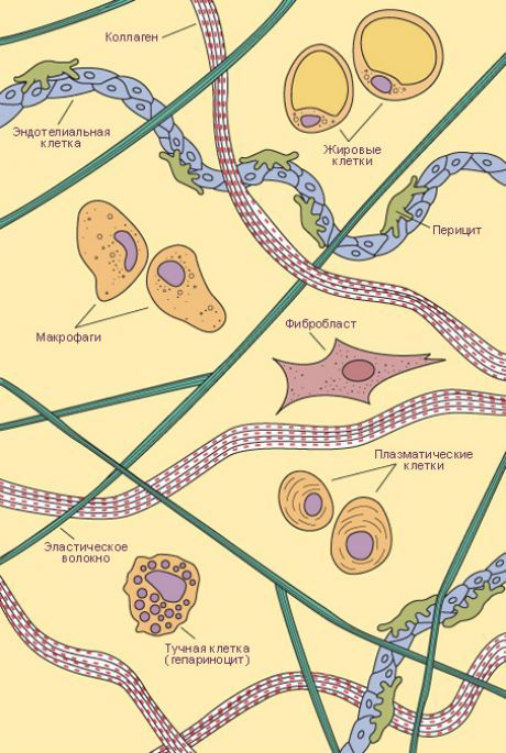 結締組織。 細胞和疏鬆結締組織纖維的類型
