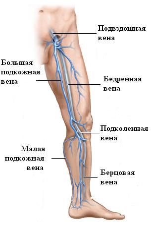 足部循環