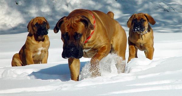 南非藏獒或Boerboel