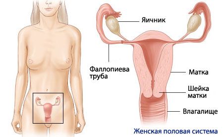 女性生殖系統的解剖學和生理學