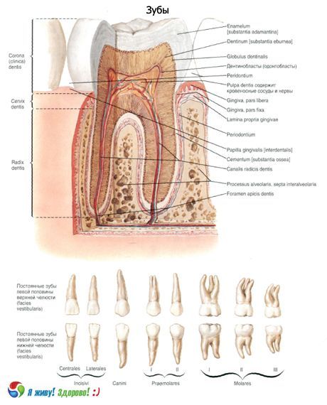 牙齒。 牙齒的結構