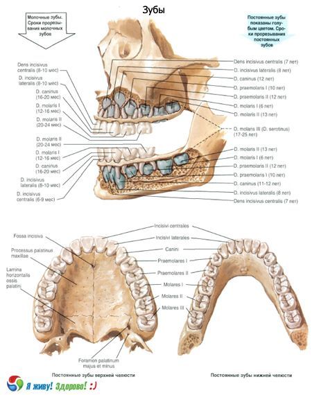牙齒。 牙齒的結構